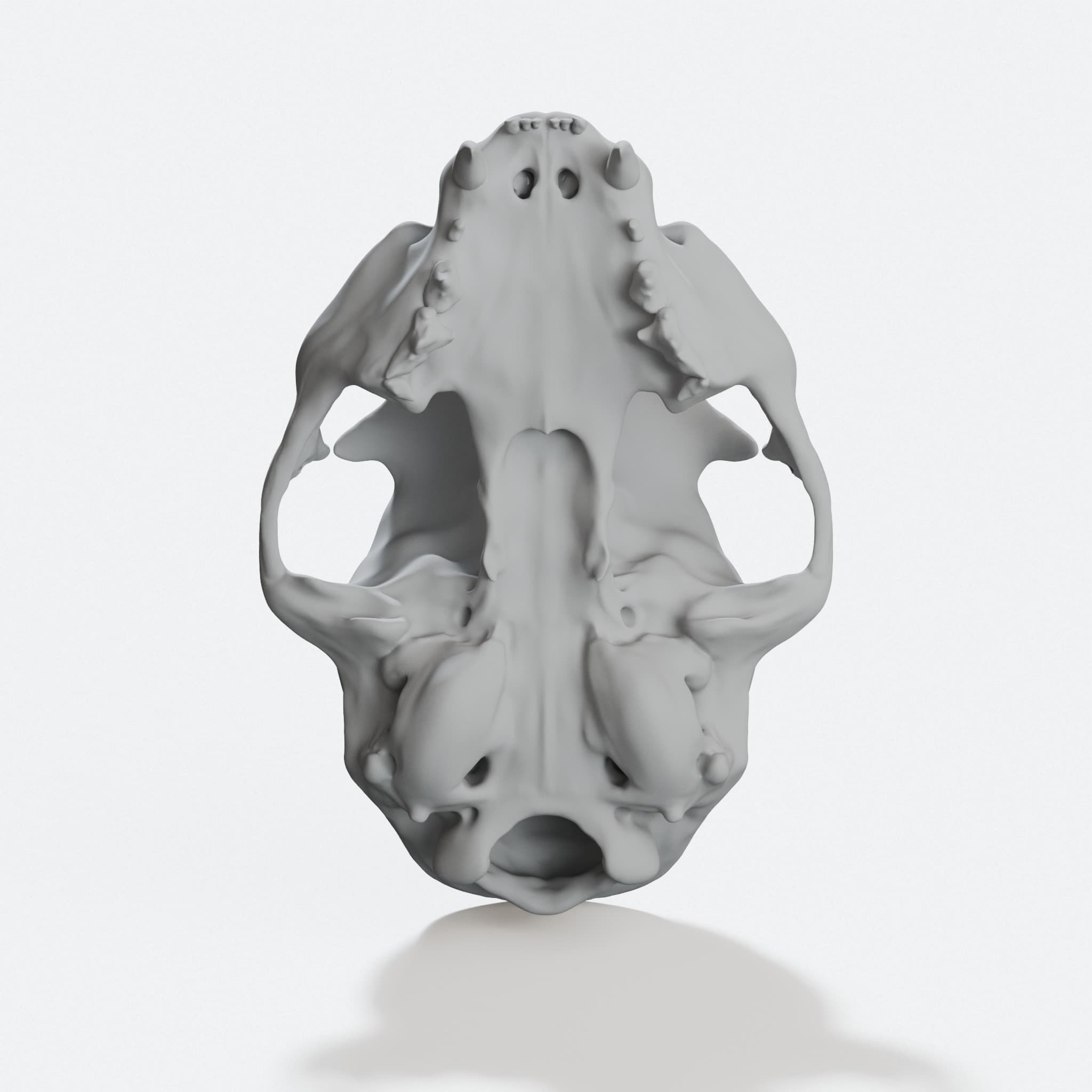 Anatomically Correct Cat Skull 3D Print, hero tilt