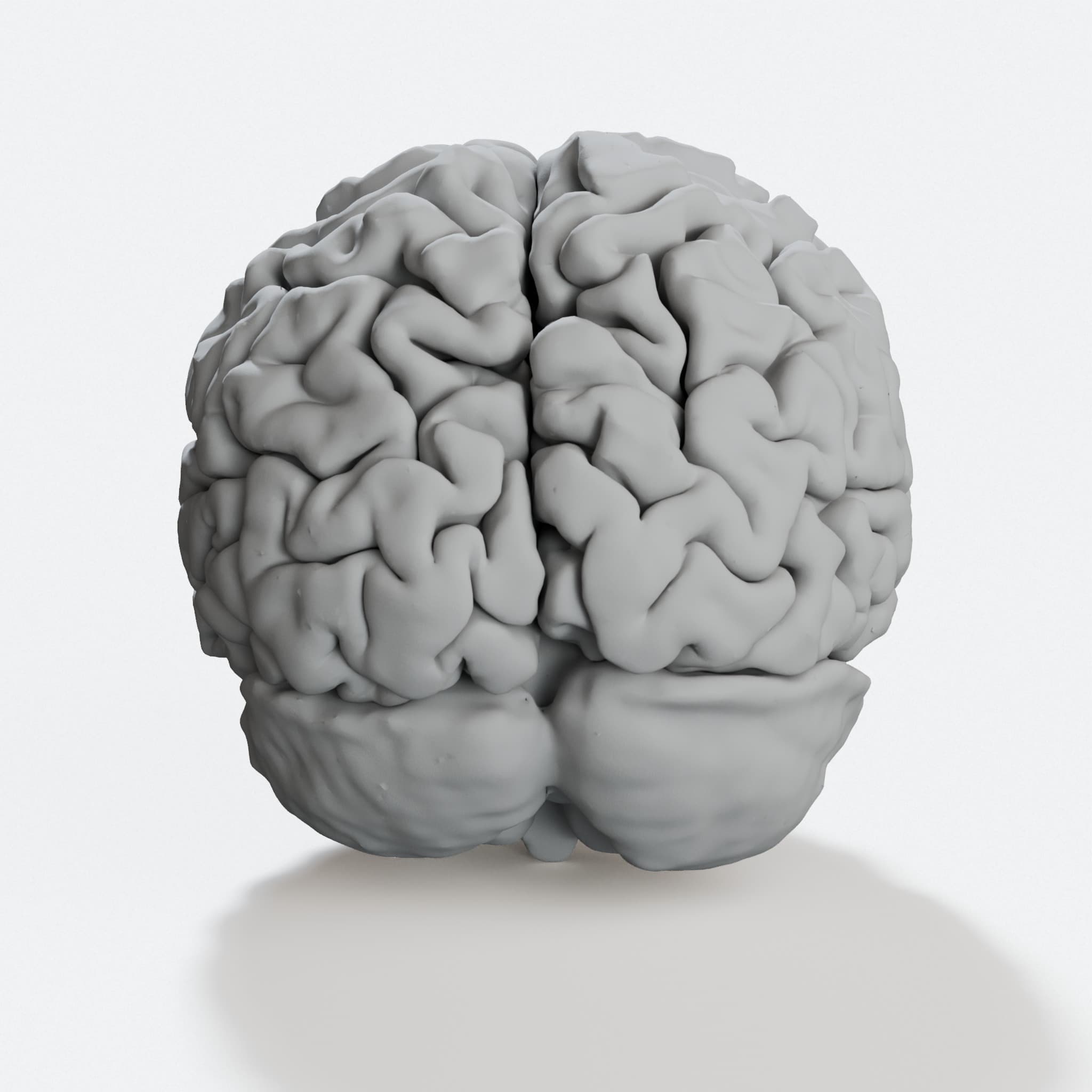 3D Printable Human Brain Model - Anatomically Accurate STEM