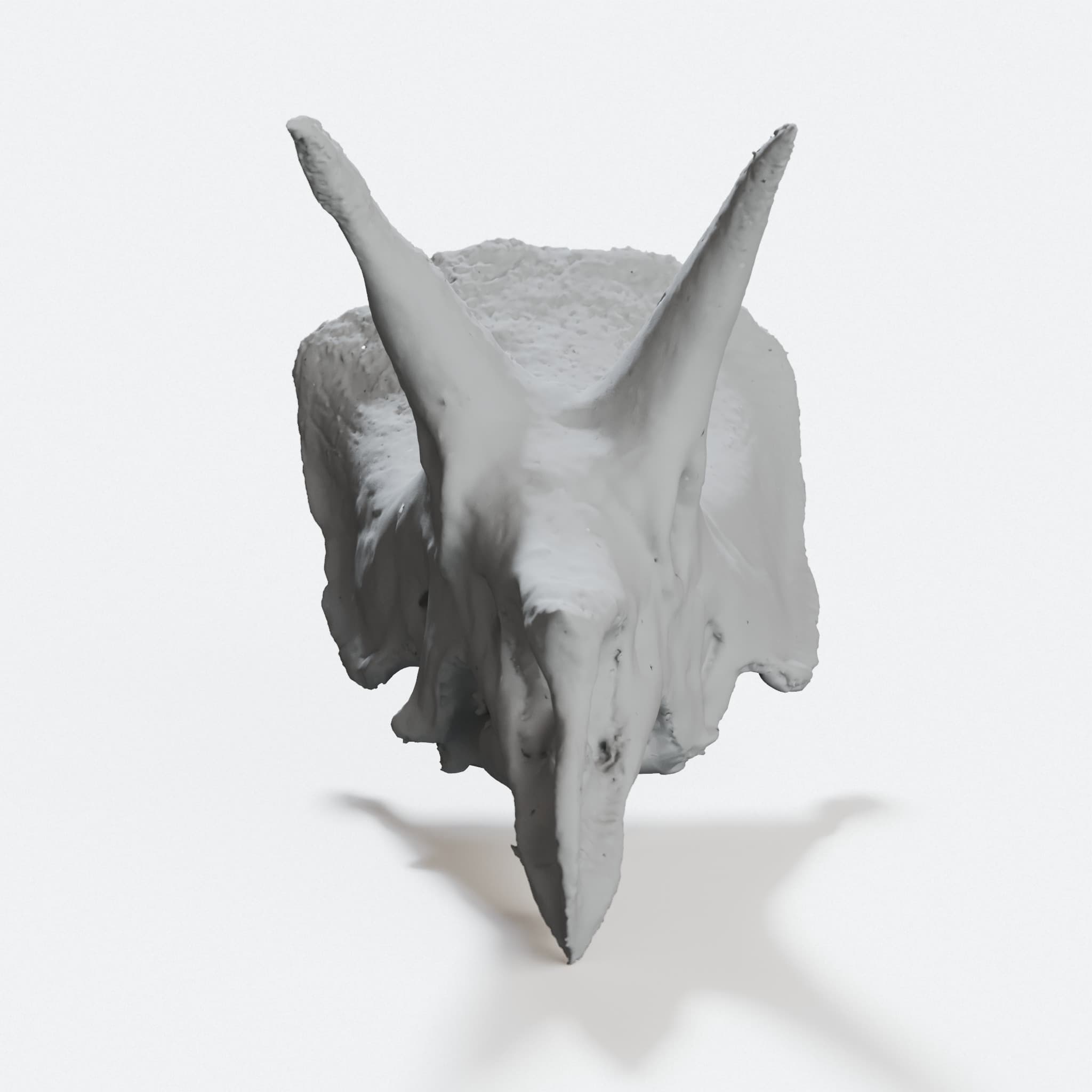 Triceratops Skull Replica for Display, hero tilt