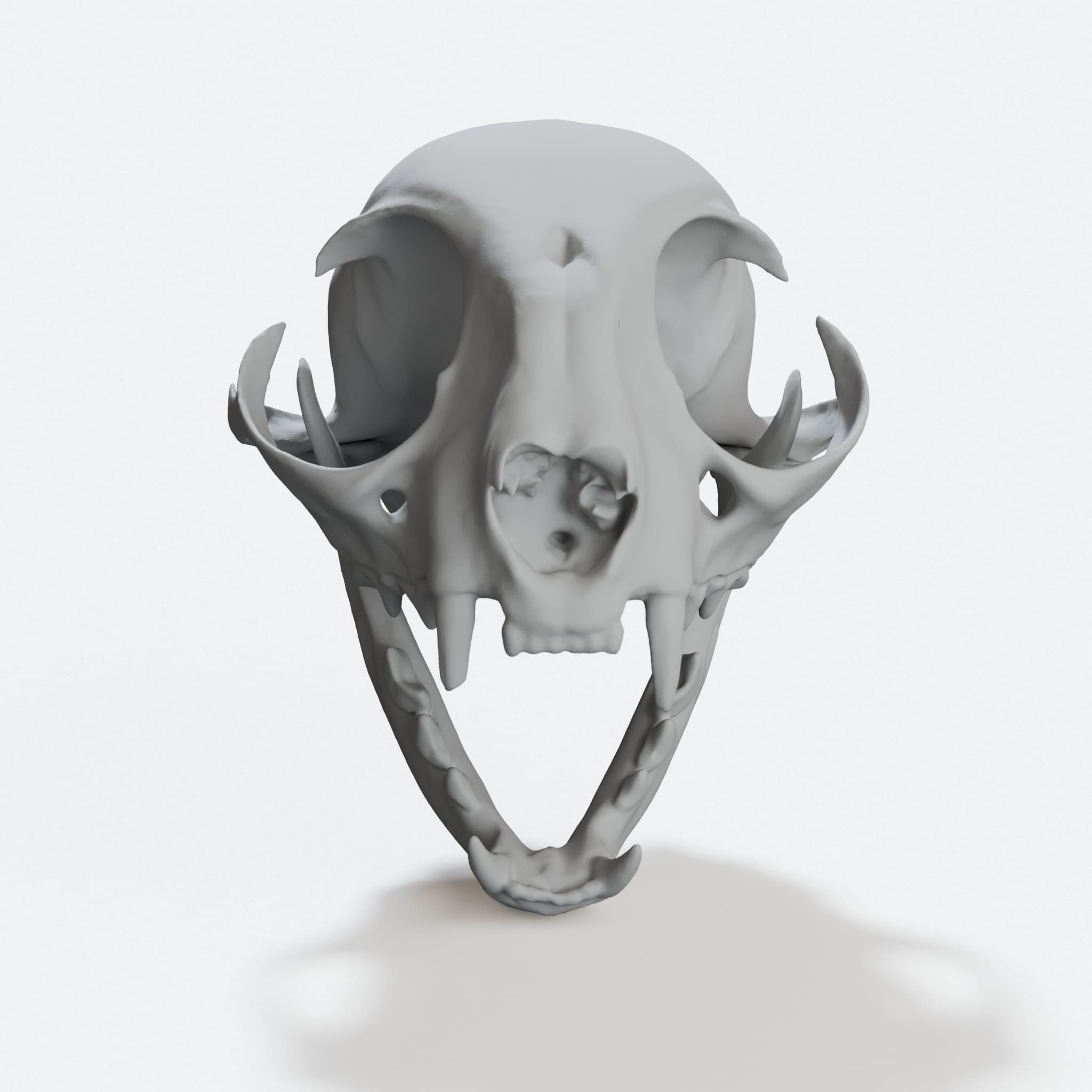 Domestic Cat Skull - Educational 3D Print Model