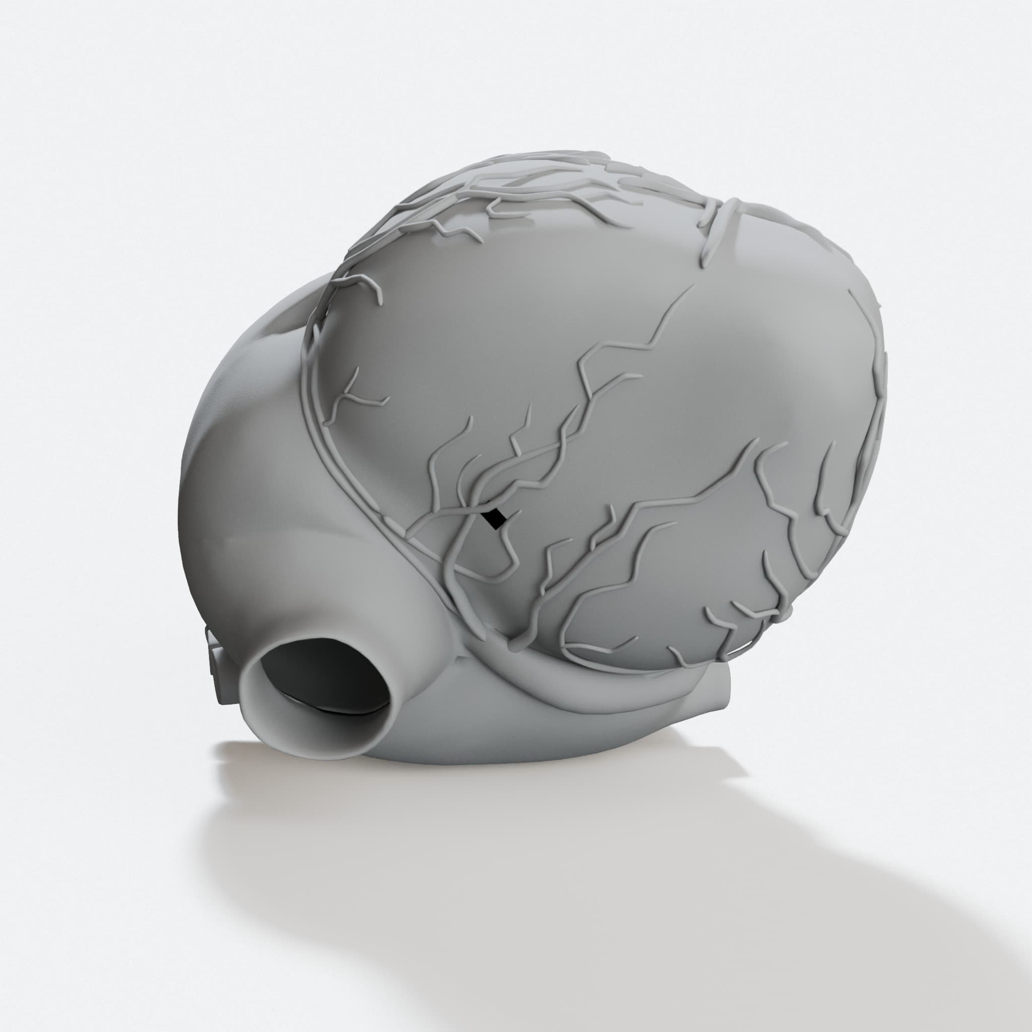 Anatomical Human Heart 3D Model, hero tilt