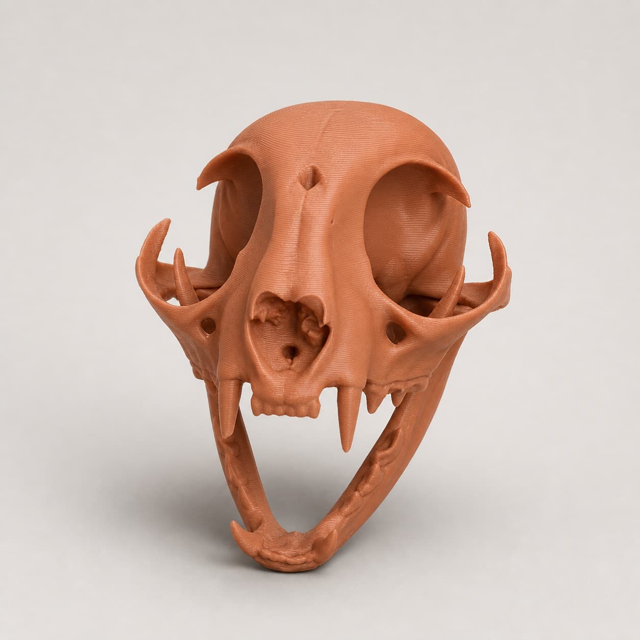 Domestic Cat Skull Replica, Cat Cranium and Jaws