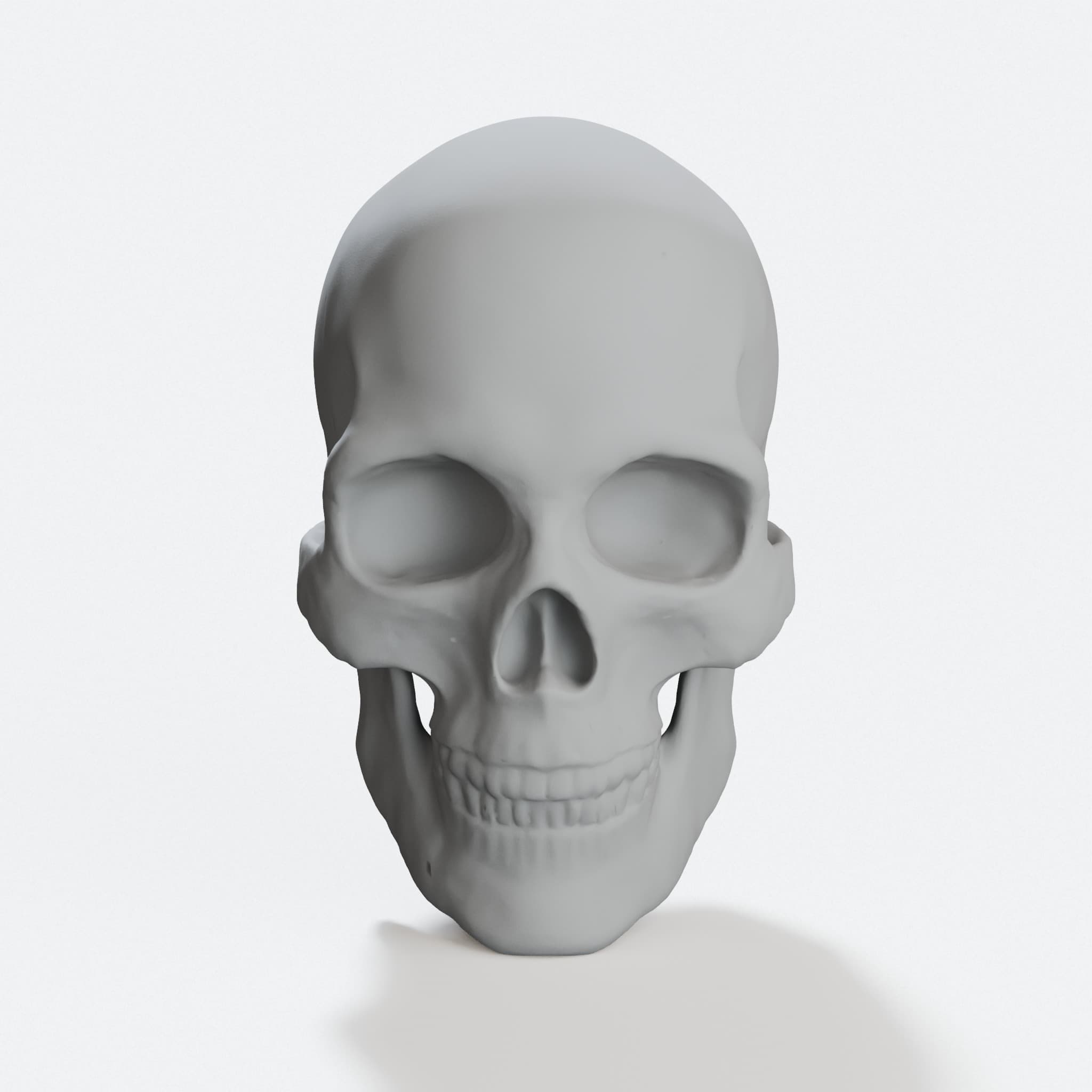 Skull Anatomy Display Replica, hero tilt
